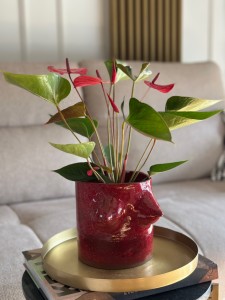 Osłonka cycuszki Czerwień faluńska